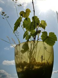 Low angle view of glass plant against sky