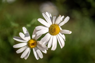 Close-up of white daisy flowers