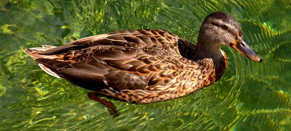 Close-up of mallard duck swimming in lake