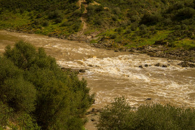 High angle view of stream flowing in forest