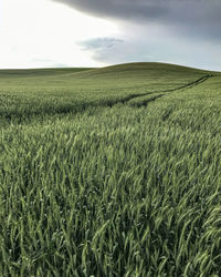 Scenic view of agricultural field against sky