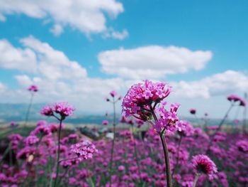 Close-up of pink flowering plants on field