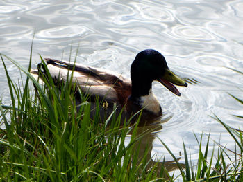 Close-up of duck swimming on lake