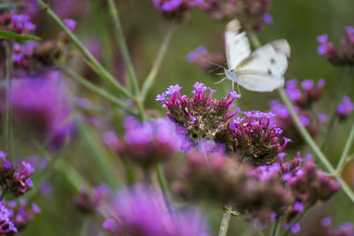 Close-up of butterfly on purple flowering plant