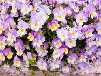 High angle view of purple flowering plants