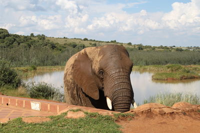 View of elephant in lake against sky