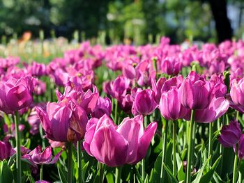 Close-up of pink tulips on field