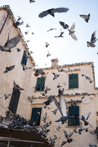 Low angle view of birds flying against building