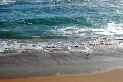 High angle view of bird on beach