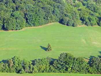 High angle view of rice on field against trees