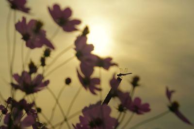 Low angle view of flowers blooming against sky