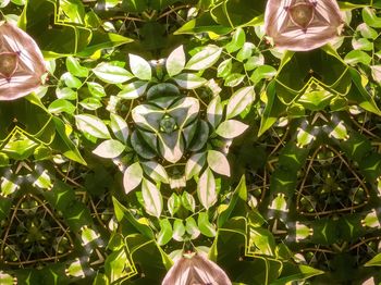 Close-up of flowers blooming outdoors