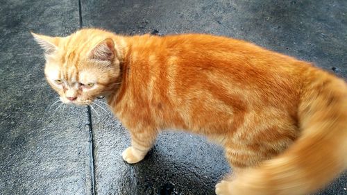 Portrait of ginger cat