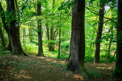 Trees growing in forest