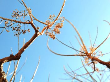 Low angle view of flower tree against clear blue sky
