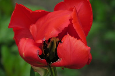 Close-up of red rose flower