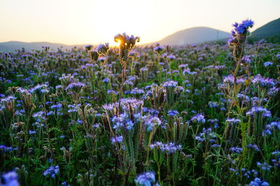 Close-up of purple flowers blooming on field against clear sky