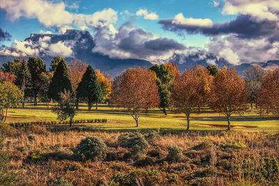 Trees on field against sky