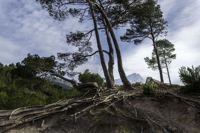 Low angle view of trees in forest against sky