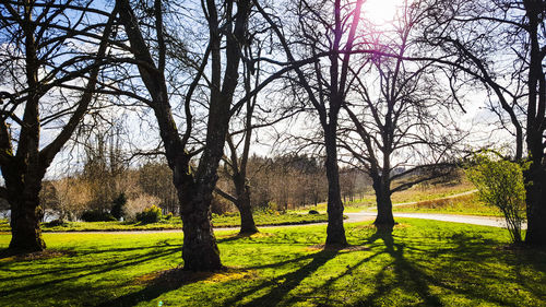 Trees on grassy field