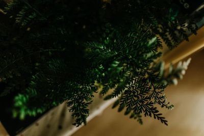 Close-up of pine tree