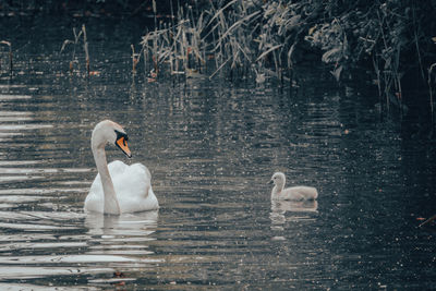 A swan chick swims next to its mother also a pond