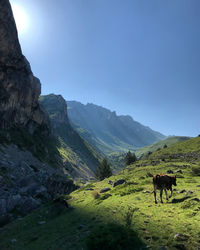 Horses in a valley