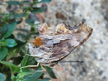 Close-up of butterfly on dry leaf