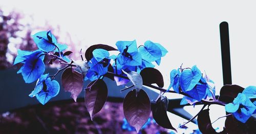 Close-up of purple flowers