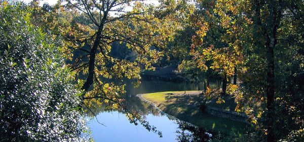 Trees by river against sky during autumn