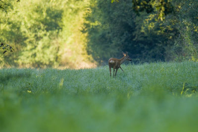 View of an animal on land