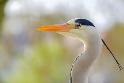 Close-up of a bird