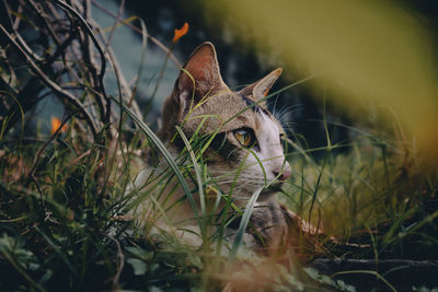 Close-up of cat