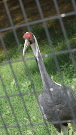 Close-up of bird