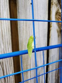 Grasshopper  on blue wire