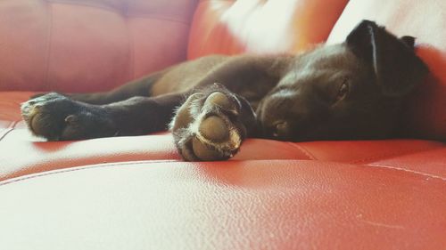 Cat sleeping on bed