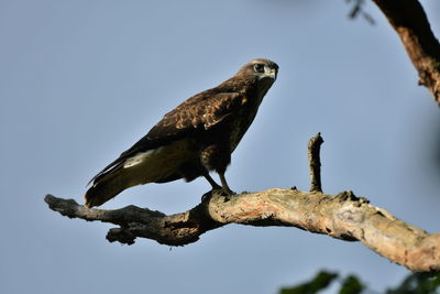 Low angle view of eagle perching on branch against sky