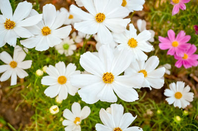 Close-up of flowers