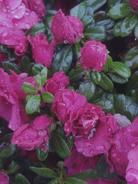 Close-up of pink flowers