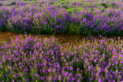 Close-up of purple flowering plants on field