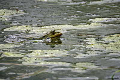 Close-up of frog in lake