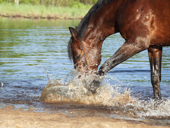 Side view of horse standing in lake