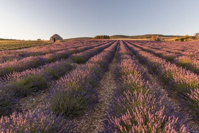 Scenic view of lavender field against sky
