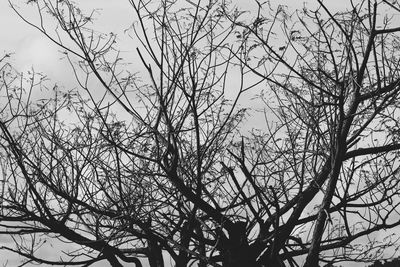 Low angle view of bare trees against sky