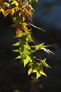 Close-up of leaves against blurred background