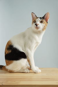 Portrait of cat sitting on table