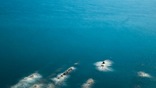 High angle view of birds swimming in sea