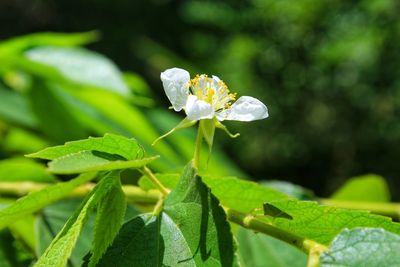Close-up of white flowering plant