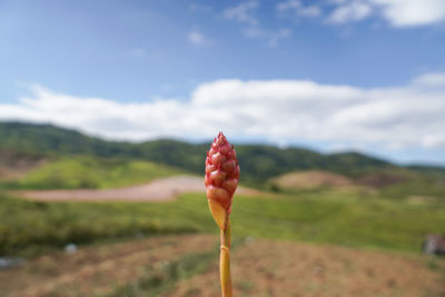 Close-up of red leaf on field against sky