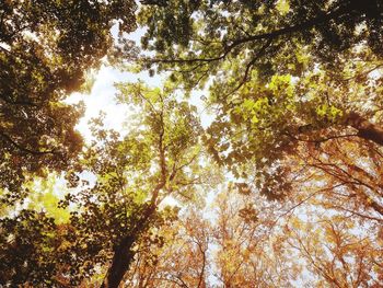 Low angle view of trees in forest against sky